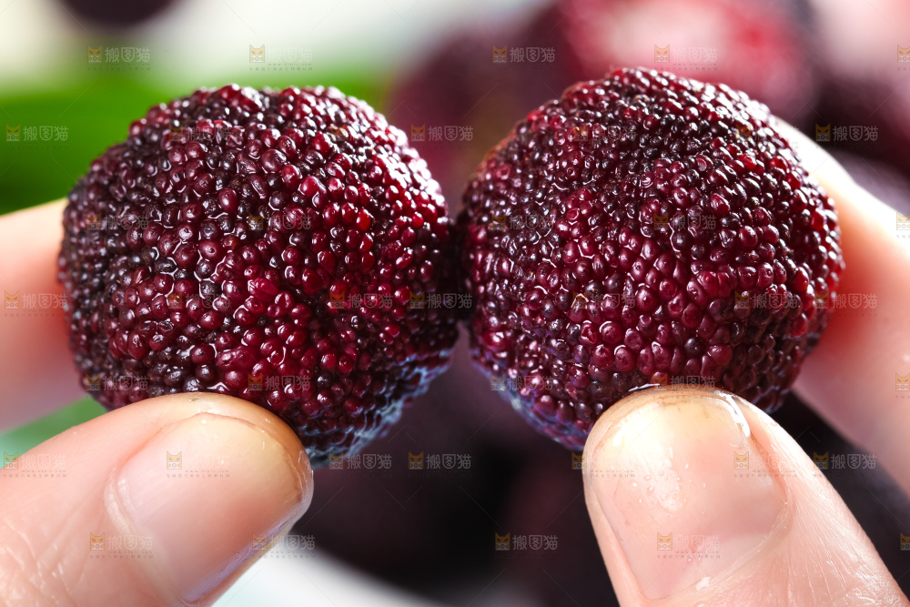 手里拿着杨梅