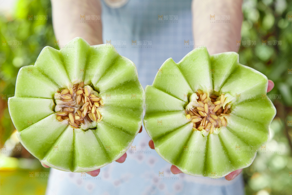 手里拿着山东玉菇甜瓜