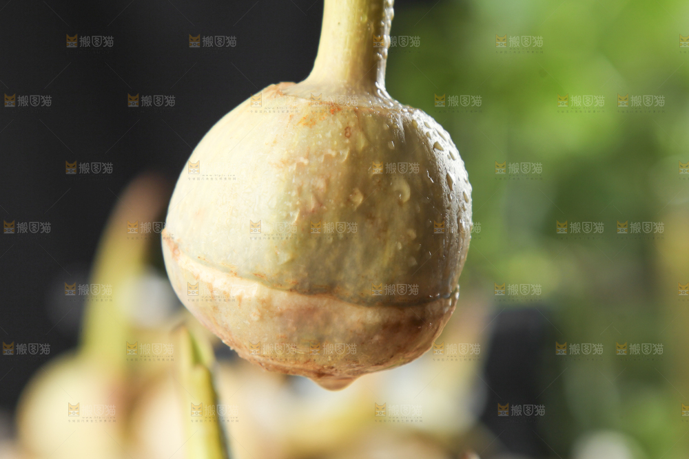 手里拿着白慈菇