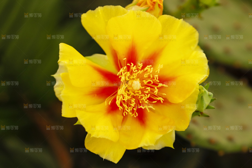 深底上的仙人掌花