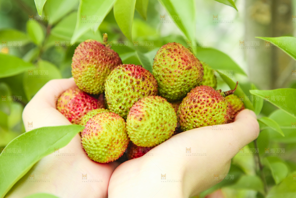 手里捧着荔枝