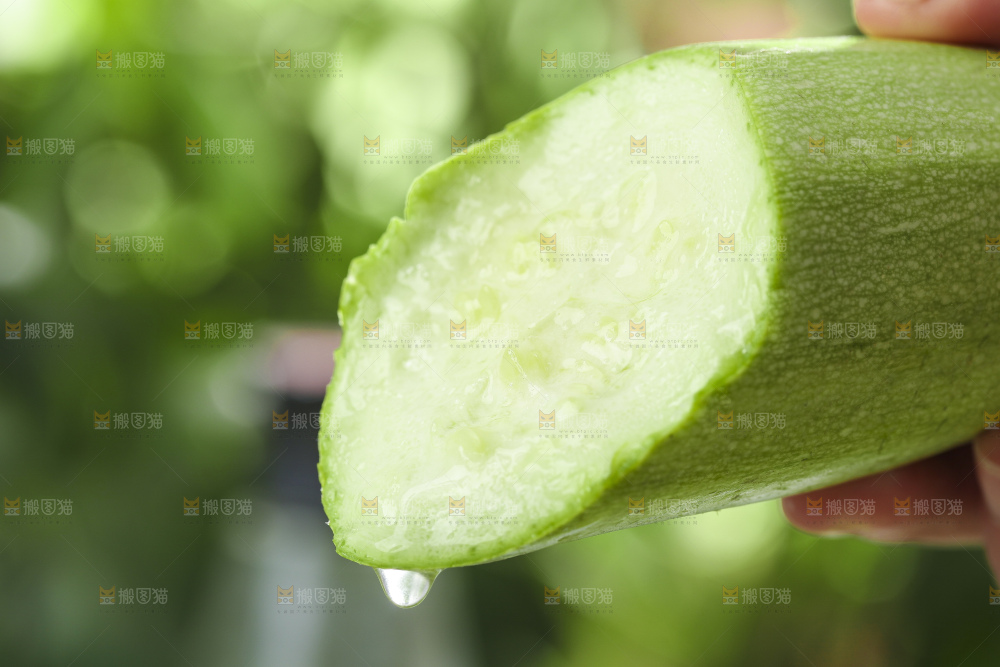 手里拿着嫩茭瓜