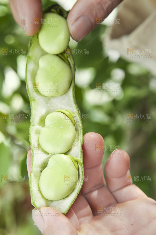 手里拿着生蚕豆