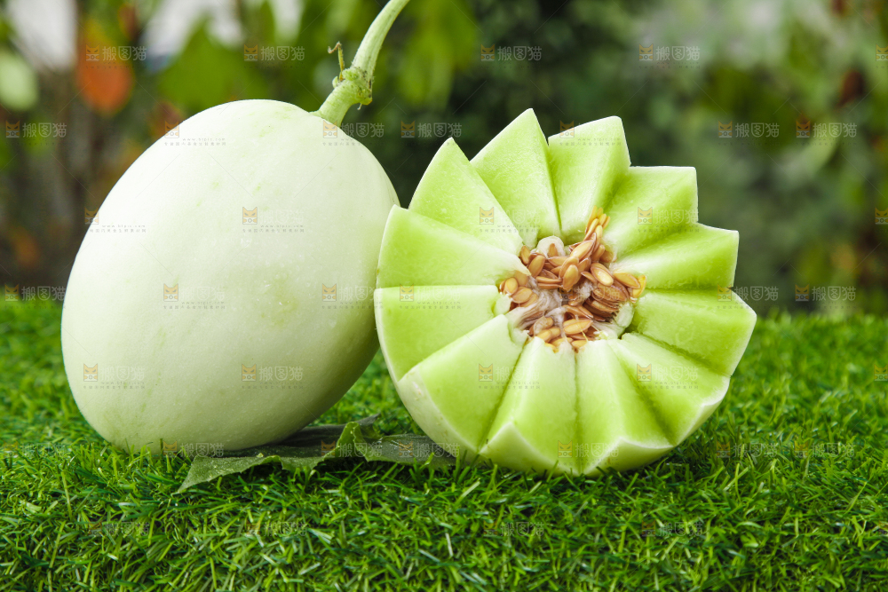 绿草地上摆放着玉菇甜瓜