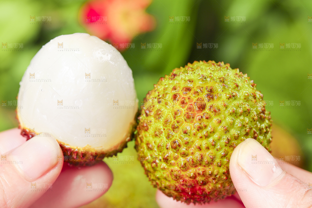 手里拿着新鲜妃子笑