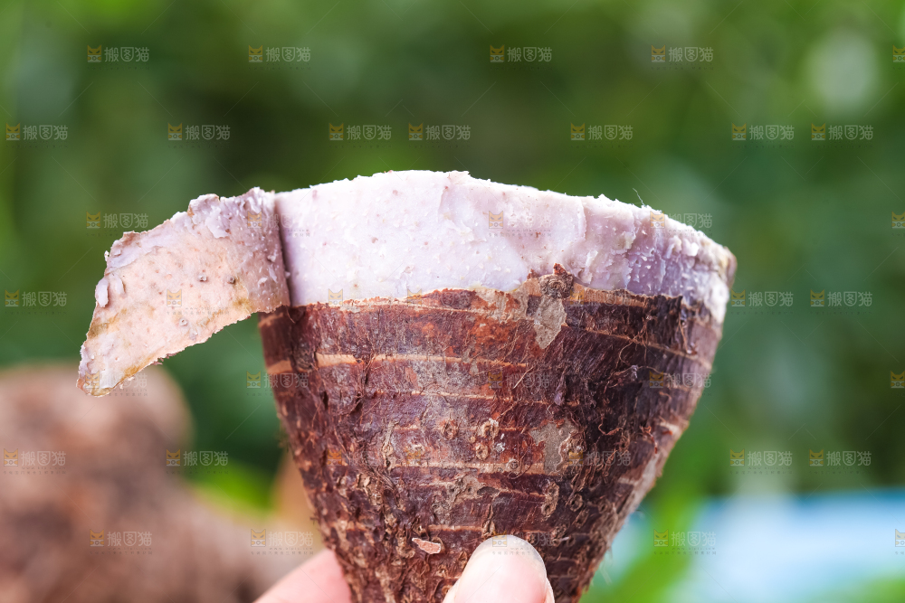 手里拿着紫藤芋头