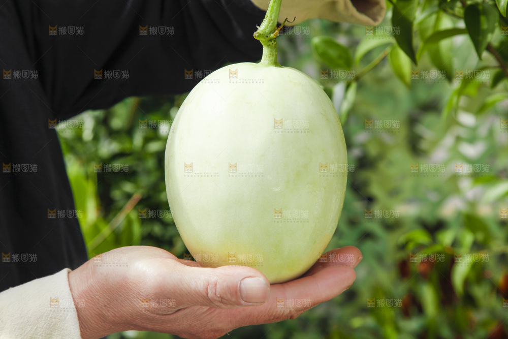 手里拿着玉菇香瓜