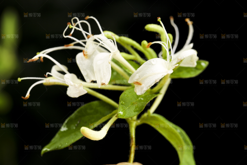 黑底上放着清凉金银花茶