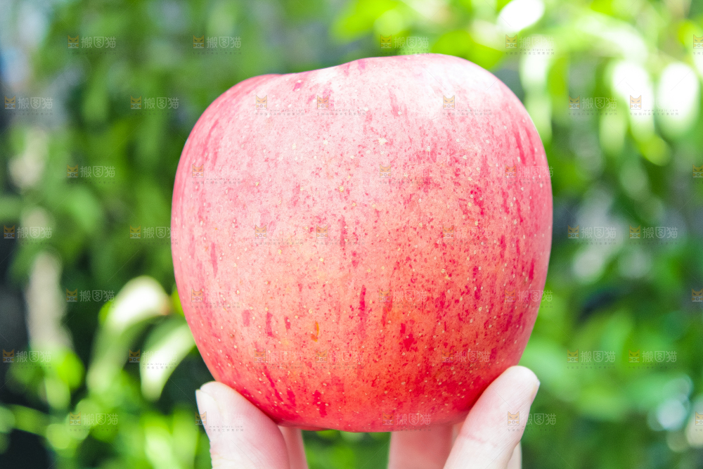 手里拿着一个苹果