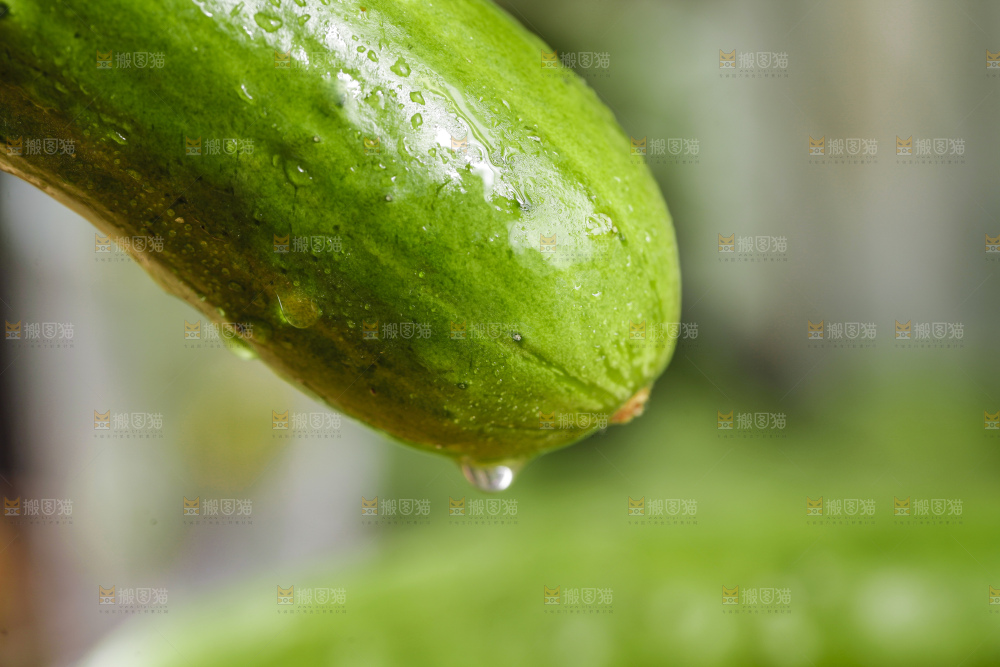 浅底上的嫩黄瓜