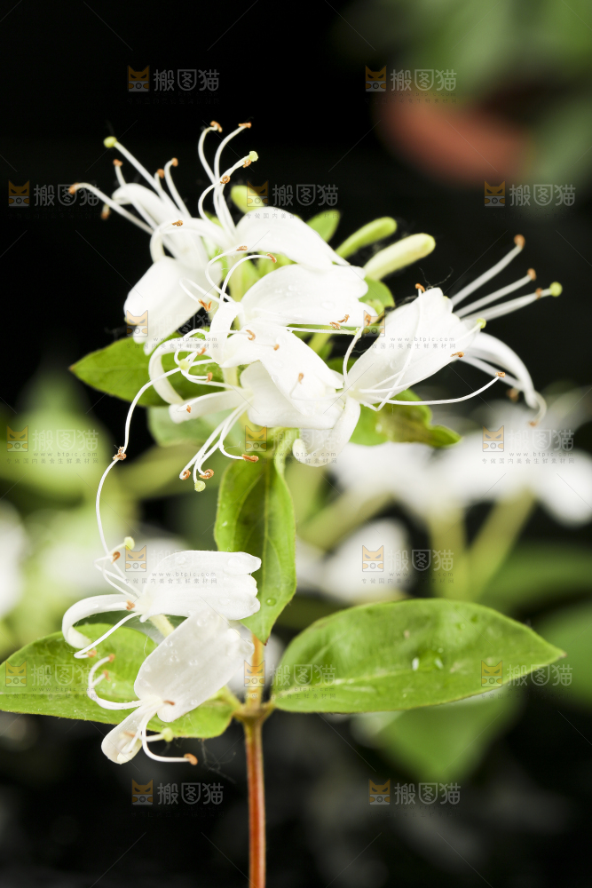 黑底上放着金银花