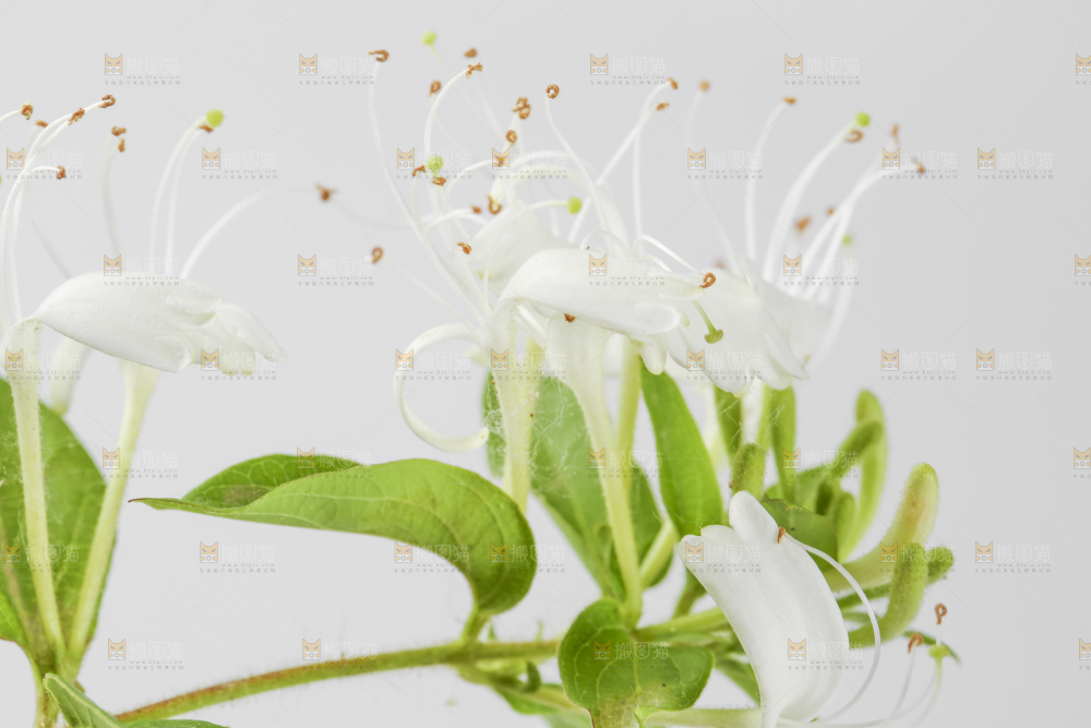 白底上放着金银花