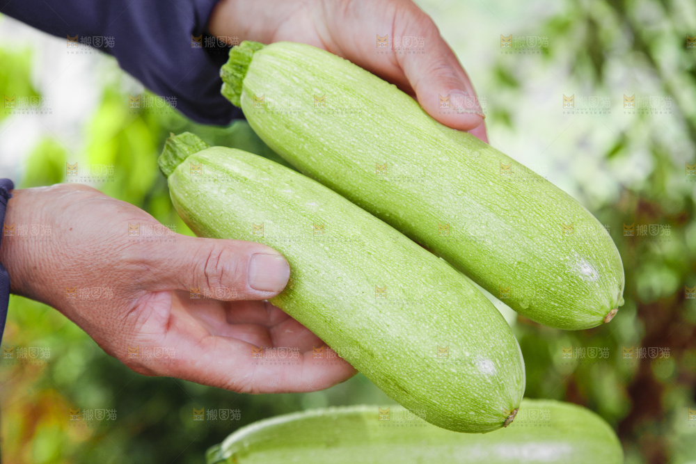 手里拿着西葫芦瓜