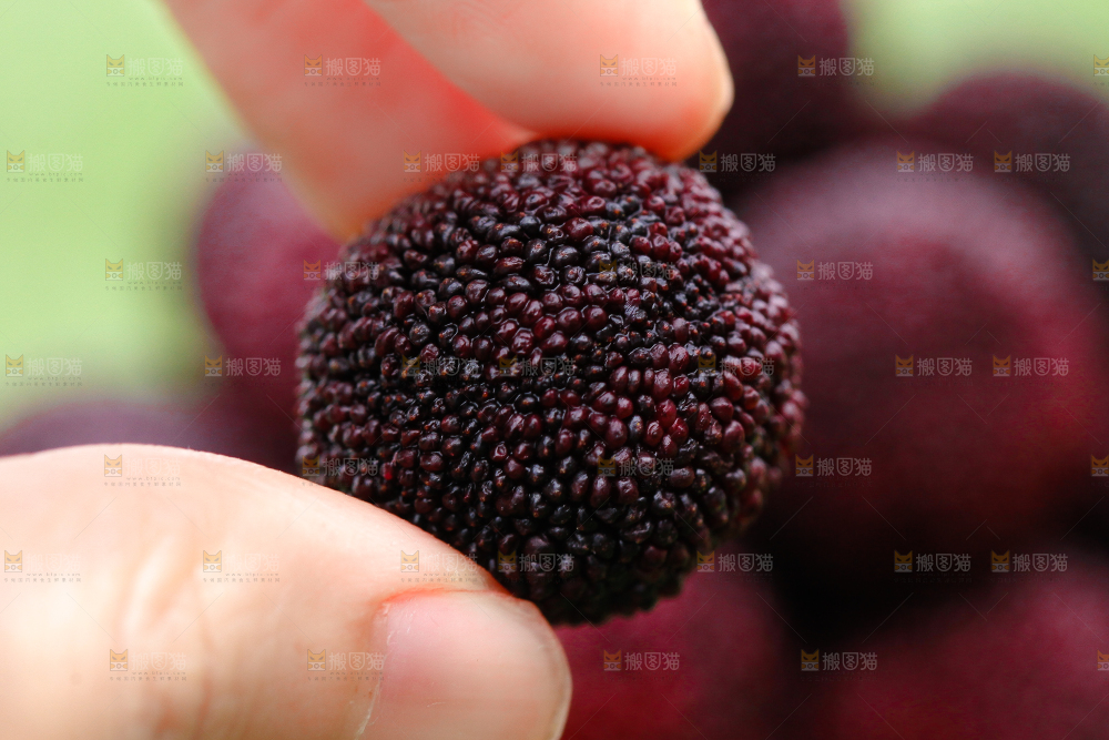 手里拿着杨梅