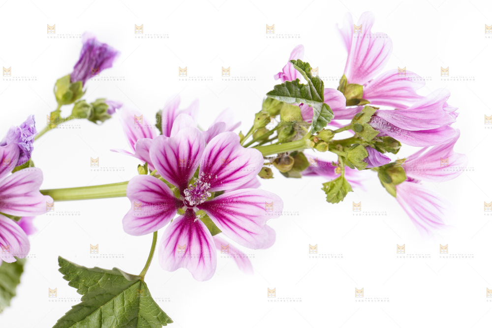 白底上摆放着锦葵花
