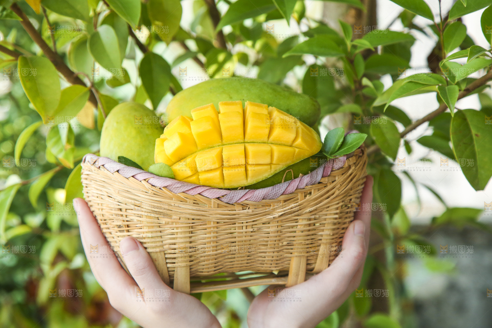 篮子里装着新鲜鹰嘴芒