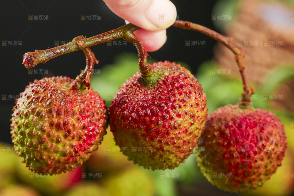 手里拿着高州妃子笑荔枝