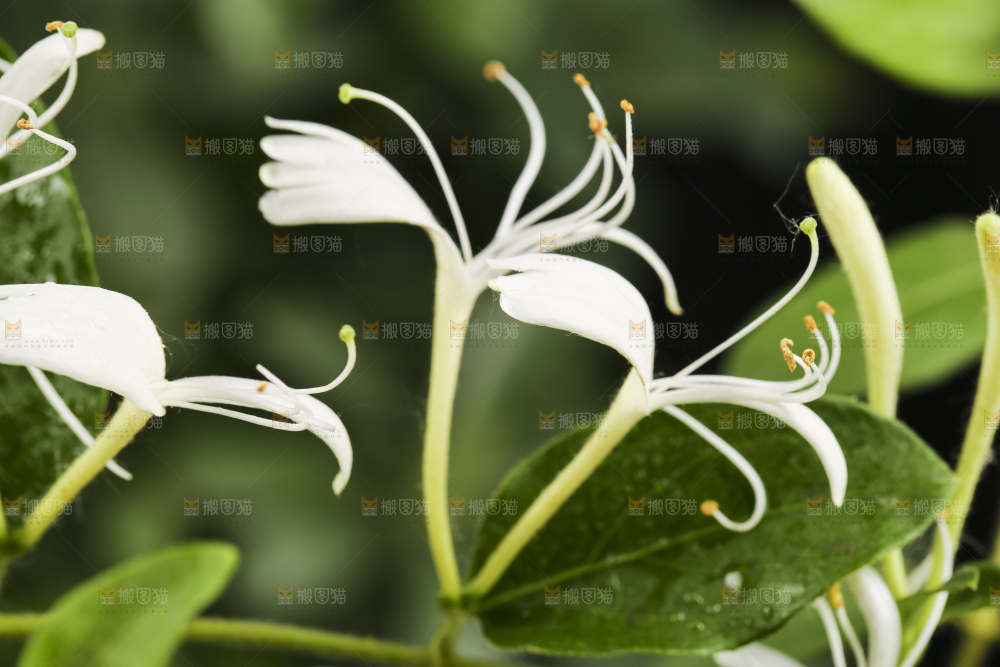 浅底上的金银花