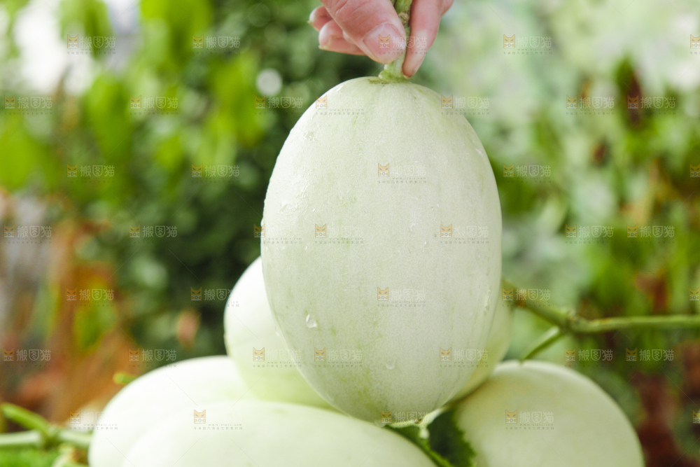 手里拿着玉菇香瓜