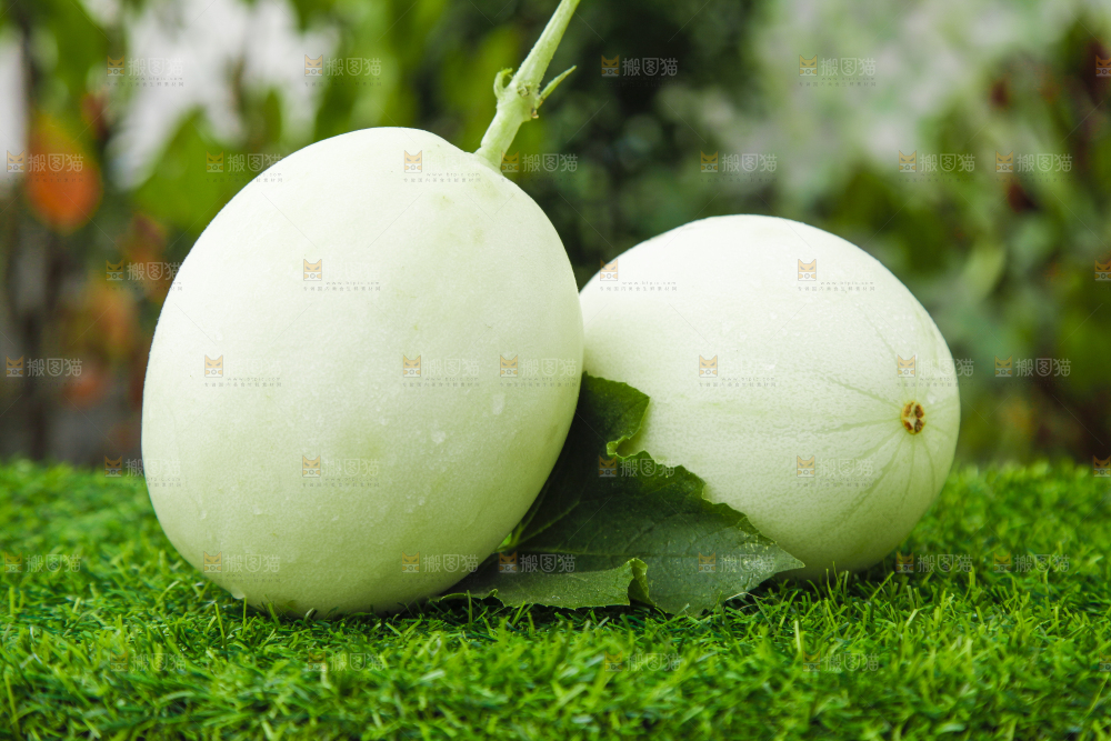 绿草地上摆放着山东玉菇甜瓜