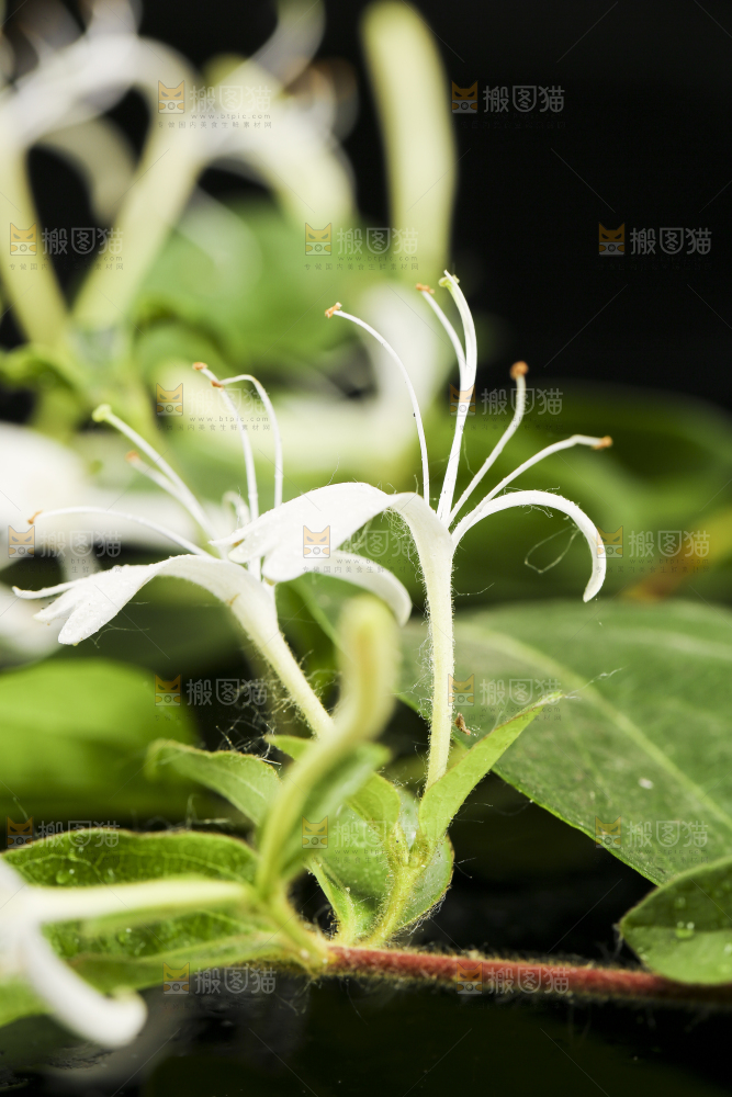 花瓶里插着金银花