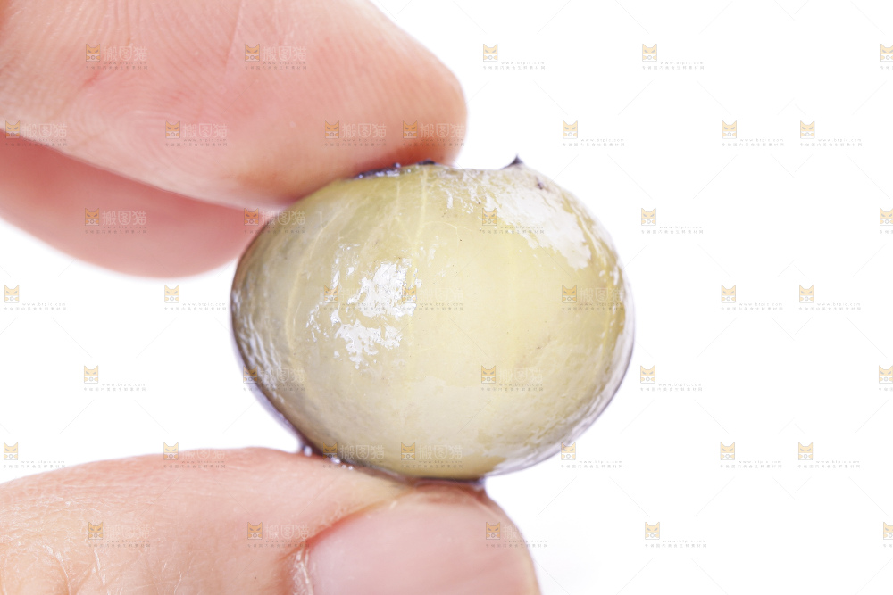 手里拿着蓝莓果