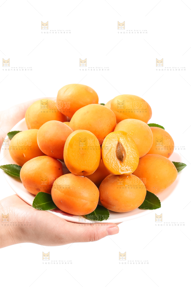 白底上摆放着金太阳杏