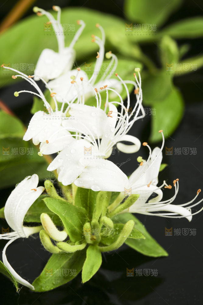 黑底上放着金银花