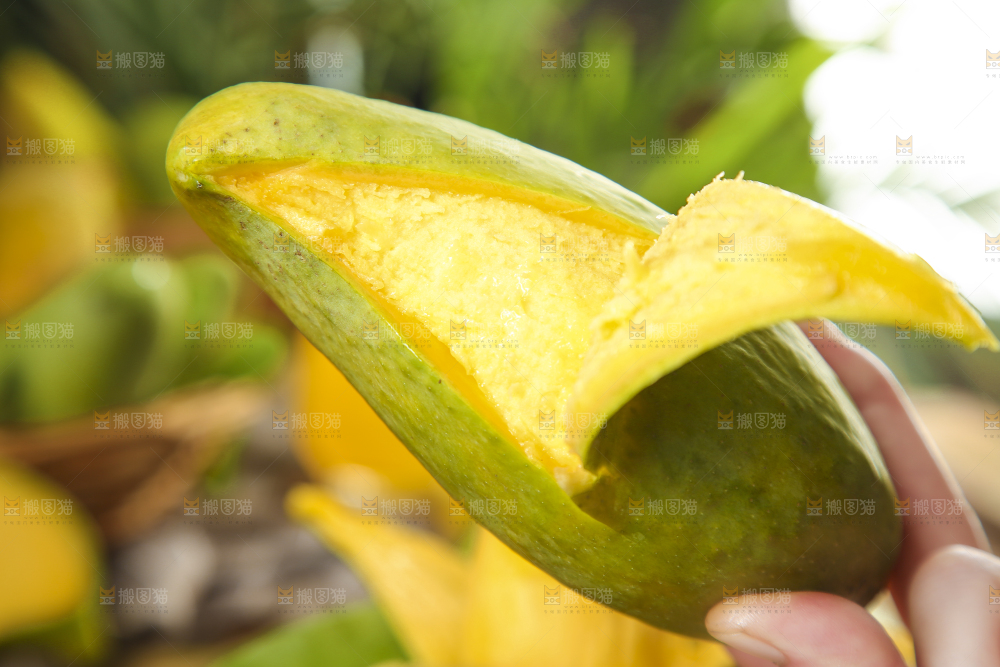 手里拿着芒果