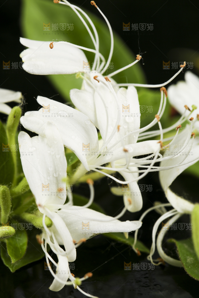 黑底上放着清凉金银花茶
