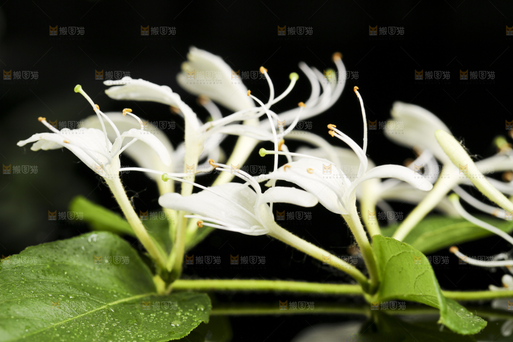 黑底上放着清凉金银花茶