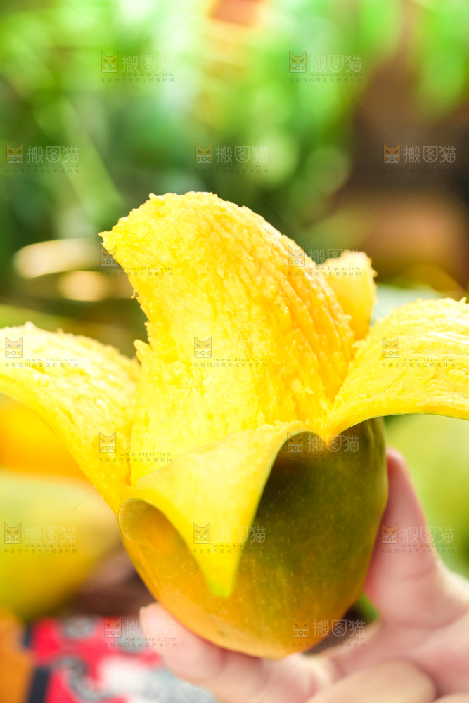 手里拿着芒果