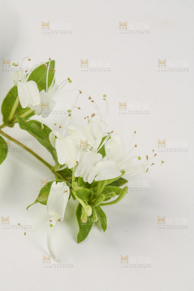 白底上放着金银花