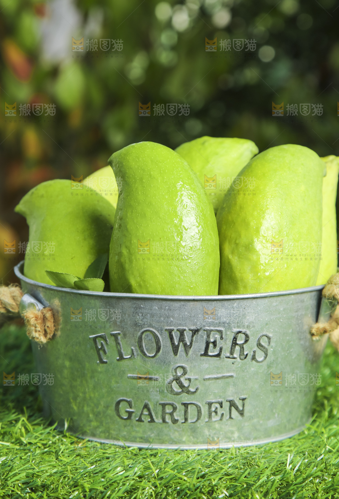 小铁桶里装着云南鹰嘴芒