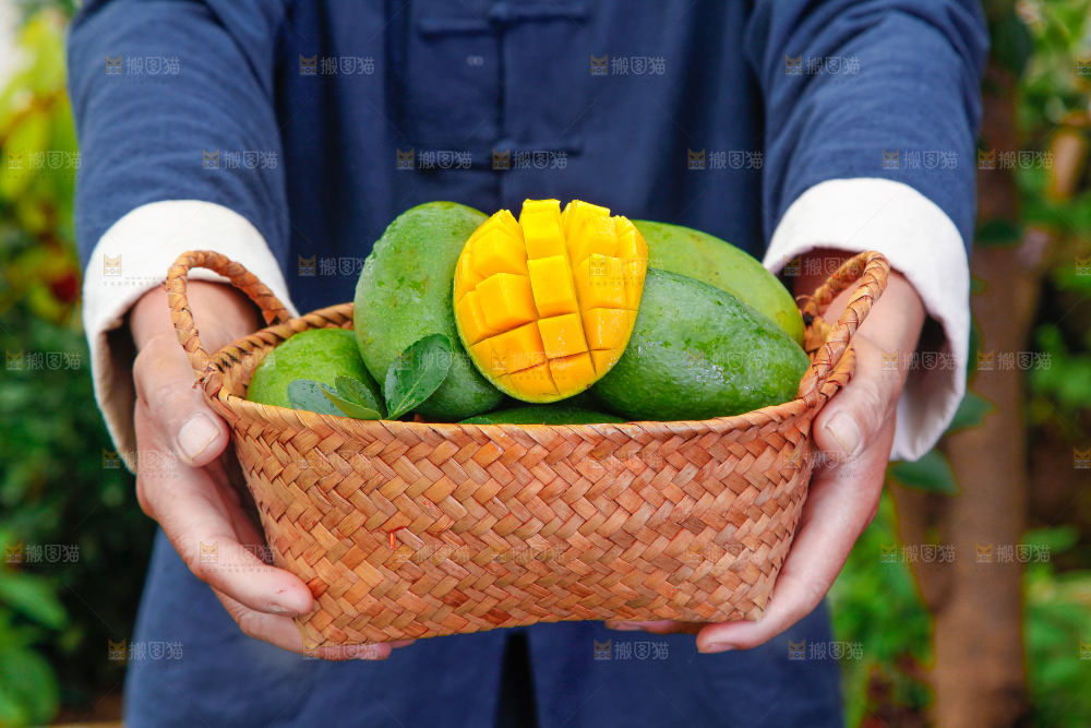 篮子里装着田东桂七芒
