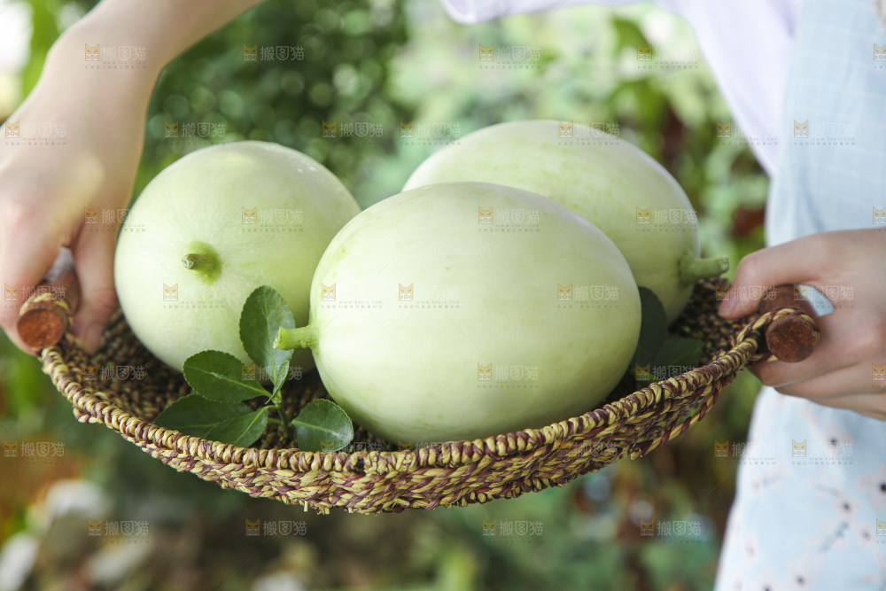 篮子里装着南汇玉菇甜瓜