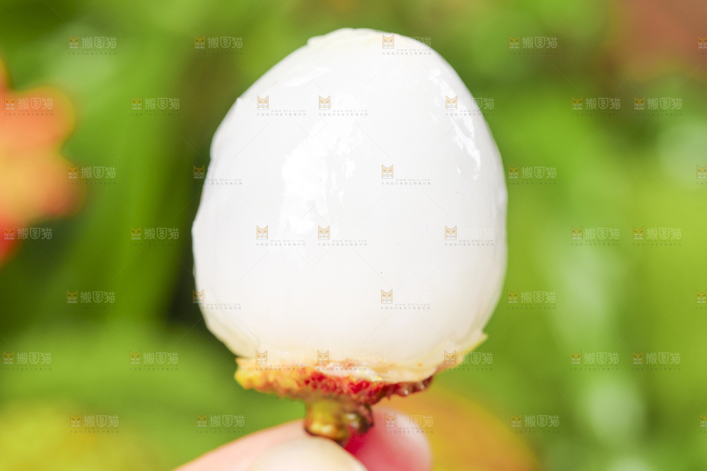 手里拿着新鲜妃子笑