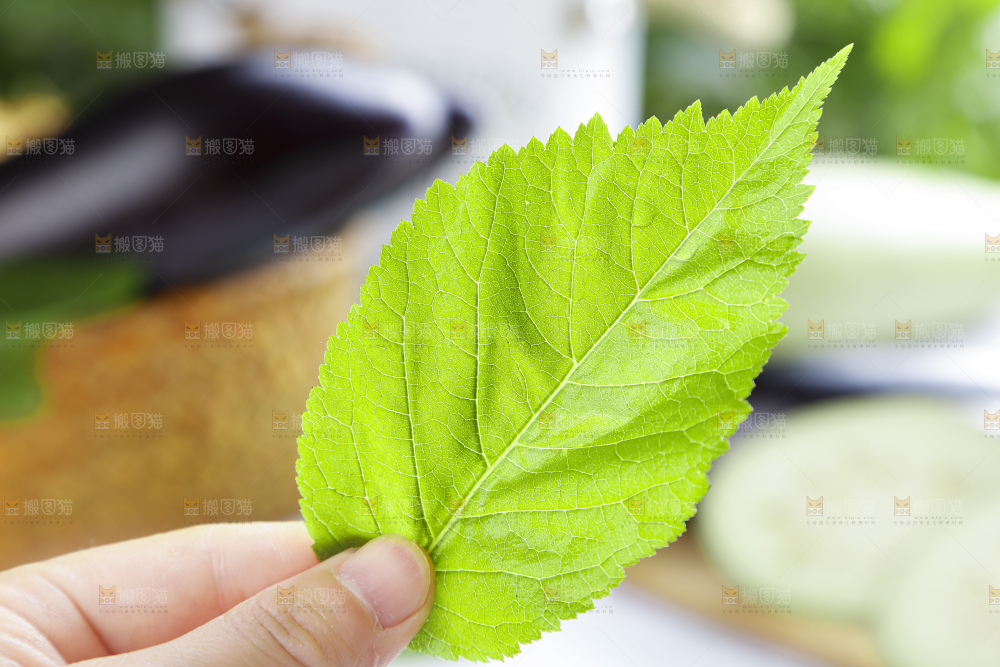 手里拿着桑叶