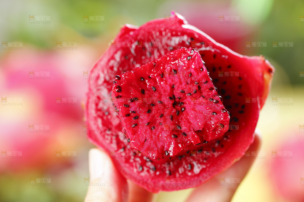 手里拿着新鲜火龙果肉