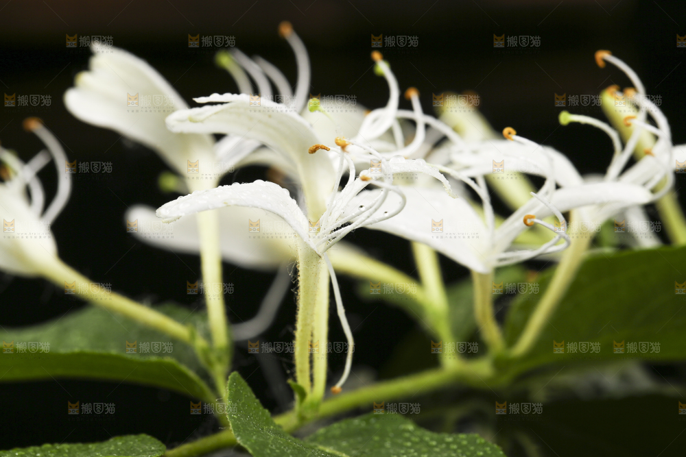 黑底上放着金银花