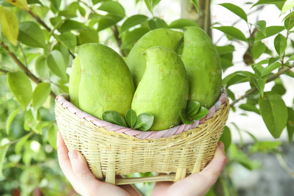 篮子里装着鹰嘴芒