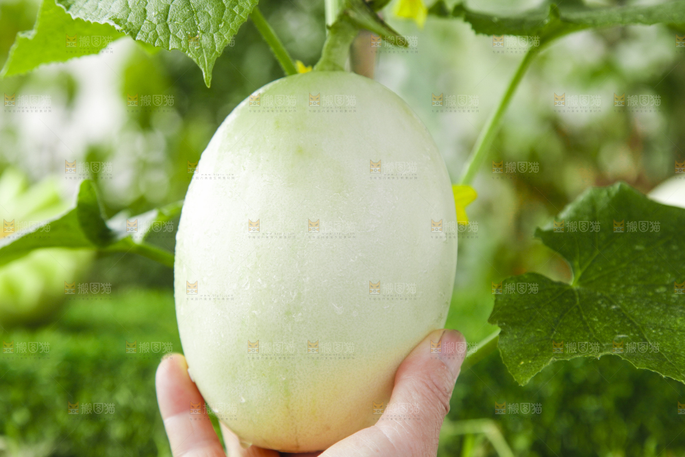 手里拿着新鲜玉菇香瓜