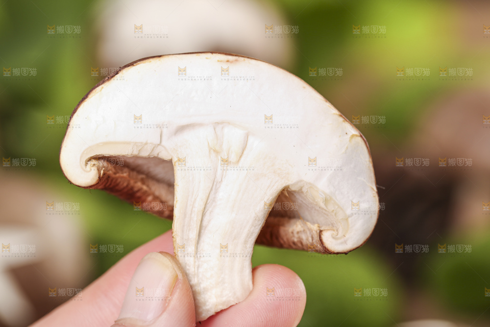 手里拿着香菇