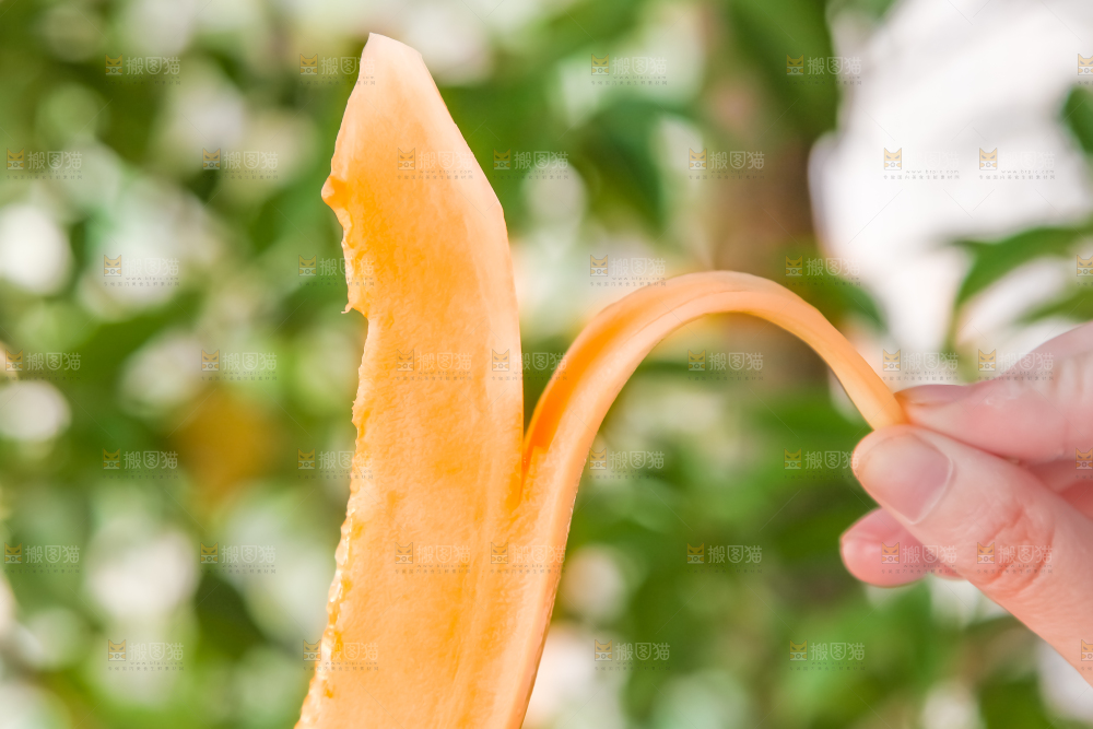 手里拿着东方蜜瓜