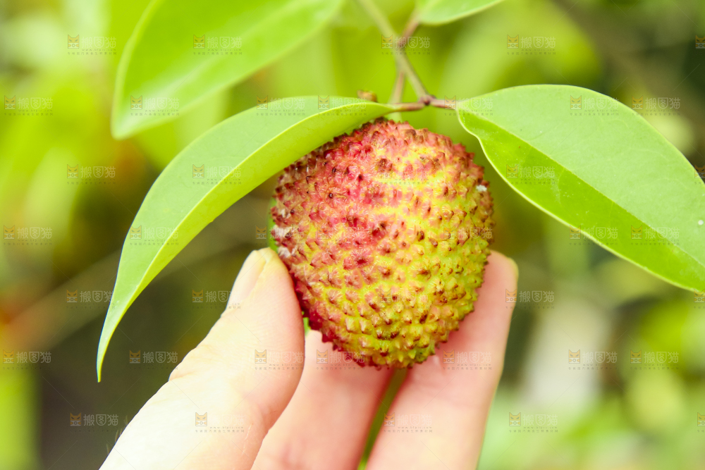 手里拿着妃子笑荔枝