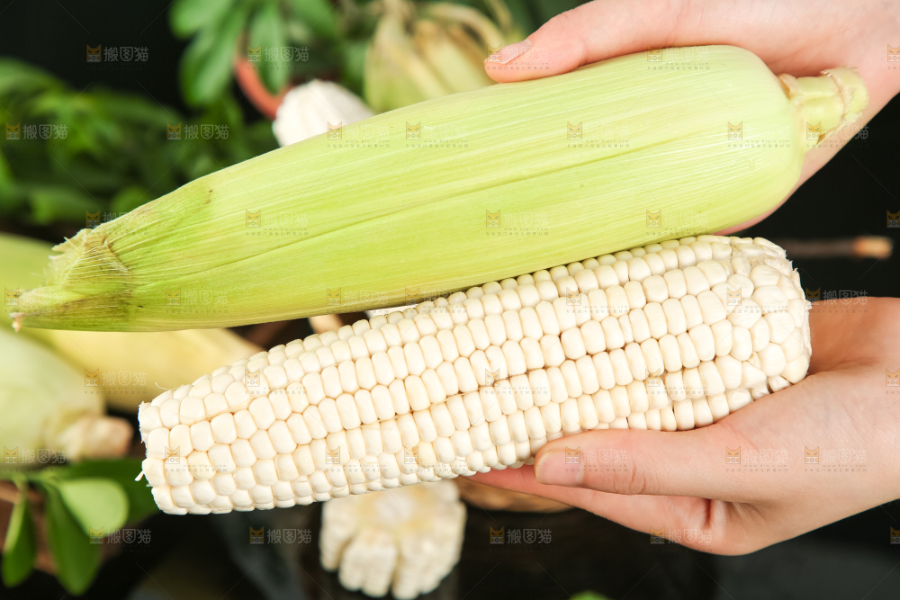 手里拿着白玉米