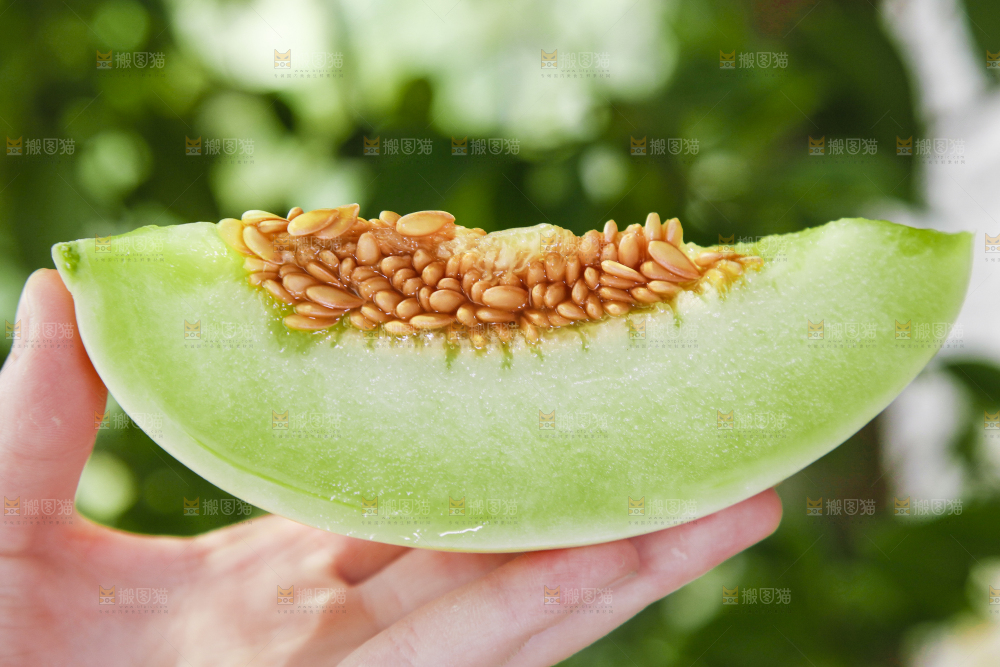 手里拿着山东玉菇甜瓜