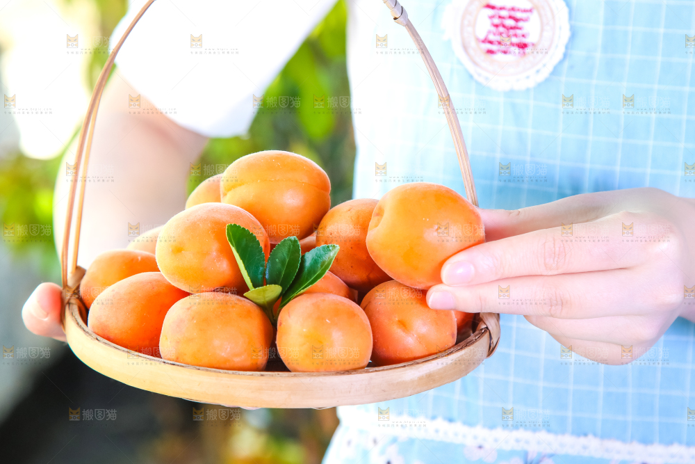 手里提着一篮烟台杏子