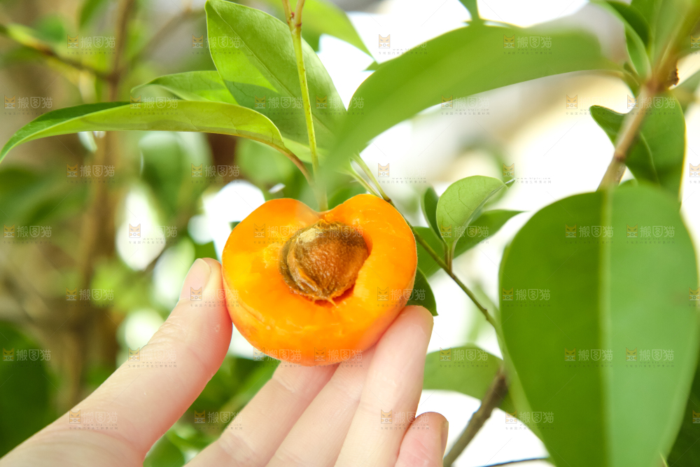 手里拿着秦岭头茬大黄杏