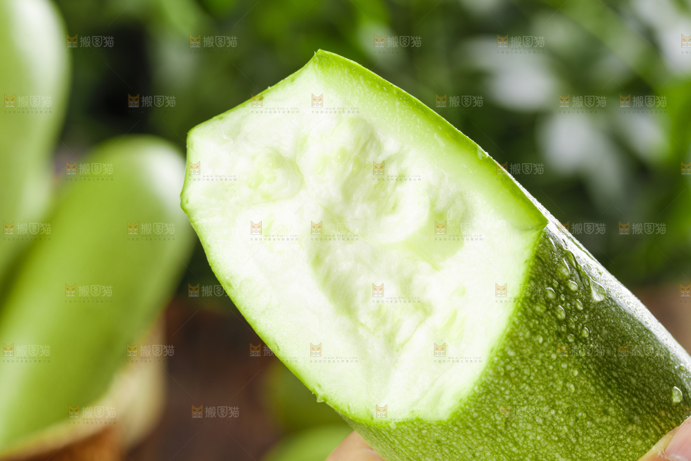 手里拿着西葫芦瓜